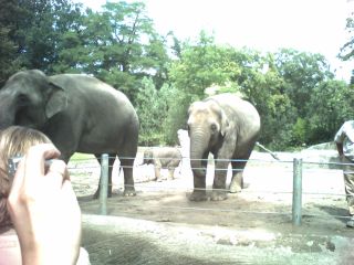 Tierpark Hagenbeck, Elefanten