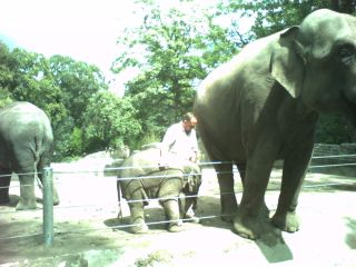 Tierpark Hagenbeck, Elefanten
