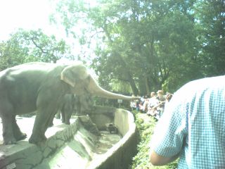 Tierpark Hagenbeck, Elefanten