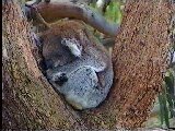 Baby-Koala