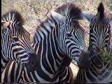 Zebras