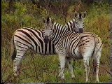 Zebras