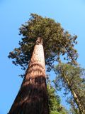 Sequoia