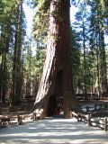 Sequoia