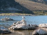 Mono Lake