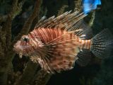 Lion Fish