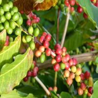 Kaffee Strauch&nbsp;(22. Aug 2013, 10:43:11)