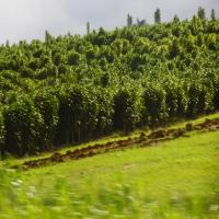 Macademia Nut Plantage&nbsp;(22. Aug 2013, 10:46:16)