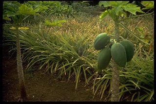 Polynesian Cultural Center 3